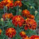 556400-tagetes-patula-konstance