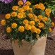 556450-tagetes-patula-mowgli-orange