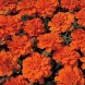 556500-tagetes-patula-tangerine