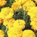 556600-tagetes-patula-yellow-boy-petite-yellow