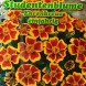 557180-tagetes-patula-ehrenkreuz-legion-honour