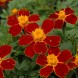 557200-tagetes-patula-favorite-red
