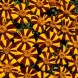 557320-tagetes-patula-jolly-jester-court-jester