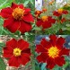 557340-tagetes-patula-linnaeus