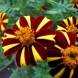 557360-tagetes-patula-mr-majestic-dandy-stripes