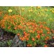 557700-tagetes-tenuifolia-paprika-red-gem