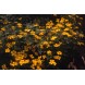 557900-tagetes-tenuifolia-ursula-golden-gem