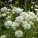 558000-tanacetum-parthenium-double-flowered