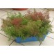 558200-teloxys-aristata