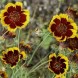 558210-thelesperma-burridgeanum