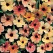 558240-thunbergia-alata-salmon-shades-sunset-shades