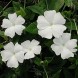 558265-thunbergia-alata-sunrise-white