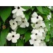 558270-thunbergia-alata-sunrise-white-with-eye