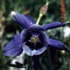 574000-aquilegia-alpina