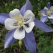 574040-aquilegia-caerulea-kirigami-deep-blue-white