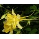 574045-aquilegia-chrysantha