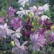 574050-aquilegia-clematiflora-mixed