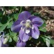 574100-aquilegia-flabellata