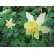 574102-aquilegia-fragrans