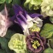 574110-aquilegia-hybriden-alchemist-gold