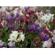 574120-aquilegia-hybriden-biedermeir-mixed