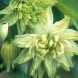 574155-aquilegia-hybriden-green-apples
