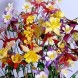 574170-aquilegia-hybriden-mc-kana-giants