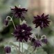 574190-aquilegia-hybriden-nora-barlow-black-black-barlow