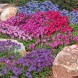 576200-aubrieta-cultorum-large-flowered-mix