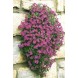 576430-aubrieta-cultorum-violet-queen