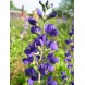 576500-baptisia-australis
