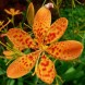 576550-belamcanda-chinensis-konigstiger