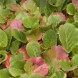 577070-bergenia-cordifolia