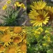 577075-berkheya-multijuga