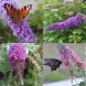577100-buddleja-davidii-violet