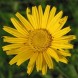 577200-buphthalmum-salicifolium