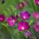 577450-callirhoe-digitata