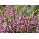 577500-calluna-vulgaris