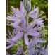 577550-camassia-leichtlinii-ssp-suksdorfii