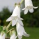 577785-campanula-alliariifolia-alba