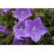 577800-campanula-carpatica-blauw