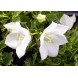 578000-campanula-carpatica-wit