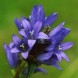 578100-campanula-glomerata-superba-odessa