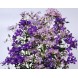 578150-campanula-lactiflora-new-hybrids-mixed