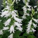 578158-campanula-latifolia-alba