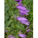 578160-campanula-latifolia-amethyst