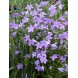 578500-campanula-patula