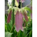 578840-campanula-punctata-beetroot