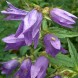 578925-campanula-trachelium-blue