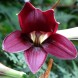 579695-cardiocrinum-cordatum-red-flowered